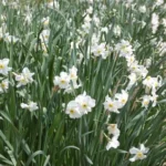 Narcissus medioluteus x (/100) — photo 2