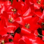 Tulipa linifolia