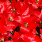 Tulipa linifolia