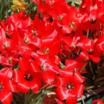 Tulipa linifolia — Tulipa