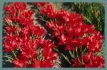 Tulipa linifolia — linifolia