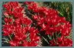 Tulipa linifolia — linifolia