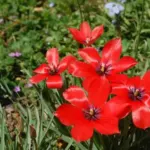 Tulipa linifolia — tulipe