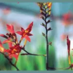 Crocosmia paniculata — Montbretia