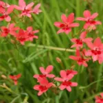 Freesia laxa — photo 6
