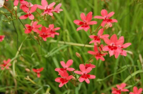 Freesia laxa