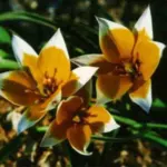 Tulipa tarda