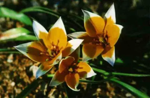 Tulipa tarda