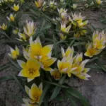 Tulipa tarda — Tulipa