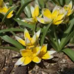 Tulipa tarda — tarda