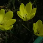 Sparaxis grandiflora ssp acutiloba