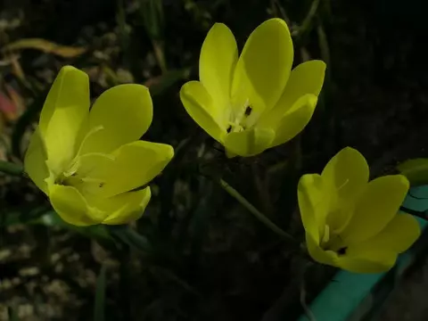 Sparaxis grandiflora ssp acutiloba