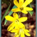 Sparaxis grandiflora ssp acutiloba — grandiflora