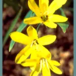 Sparaxis grandiflora ssp acutiloba — grandiflora
