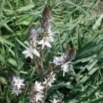 Asphodelus aestivus