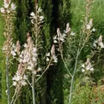 Asphodelus aestivus — microcarpus