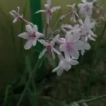 Tulbaghia comminsii x comminsii x violacea /100
