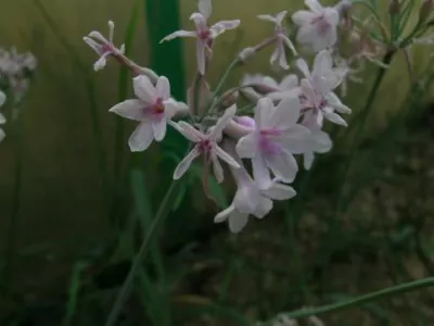 Tulbaghia comminsii x comminsii x violacea /100