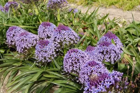 Scilla peruviana type /5 (cal: 19+cm
