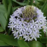 Scilla peruviana Blue Moon (hybr bleu très pâle)