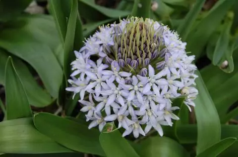 Scilla peruviana Blue Moon (hybr bleu très pâle)