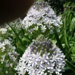 Scilla peruviana Blue Moon (hybr bleu très pâle) — scilla
