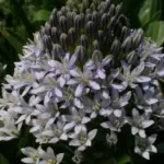 Scilla peruviana Blue Moon (hybr bleu très pâle) — peruviana