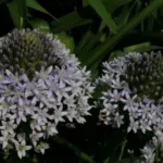 Scilla peruviana Blue Moon (hybr bleu très pâle) — Oncostema