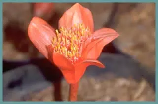 HAEMANTHUS a GÉNÉRAL
