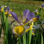 Iris spuria forme bleu pale