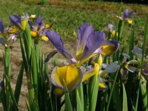 Iris spuria forme bleu pale
