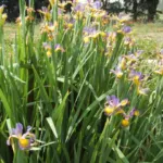 Iris spuria forme bleu pale — spuria