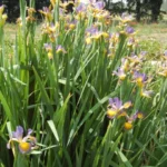 Iris spuria forme bleu pale — photo 2