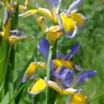 Iris spuria forme bleu pale — Iris