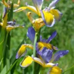 Iris spuria forme bleu pale — photo 3