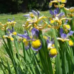 Iris spuria forme bleu pale — photo 4