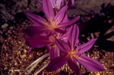 Colchicum cilicicum