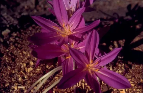Colchicum cilicicum