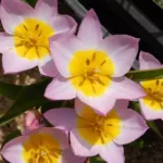 Tulipa saxastilis ‘Lilac Wonder’