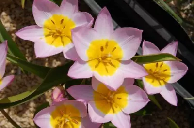 Tulipa saxastilis &lsquo;Lilac Wonder&rsquo;