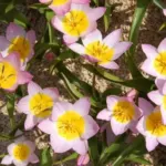 Tulipa saxastilis ‘Lilac Wonder’ — saxatilis