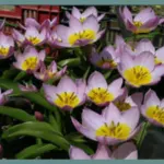 Tulipa saxastilis ‘Lilac Wonder’ — Tulipa