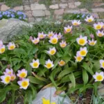 Tulipa saxastilis ‘Lilac Wonder’ — bakeri