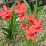 Freesia laxa