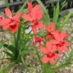 Freesia laxa