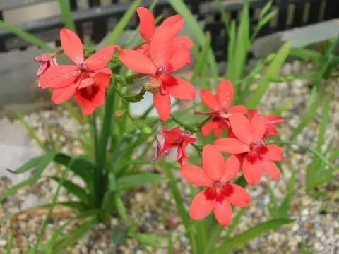 Freesia laxa