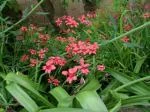 Freesia laxa — photo 2