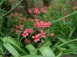 Freesia laxa — photo 2