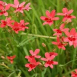 Freesia laxa — photo 3