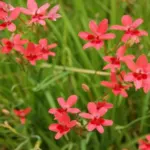 Freesia laxa — photo 3